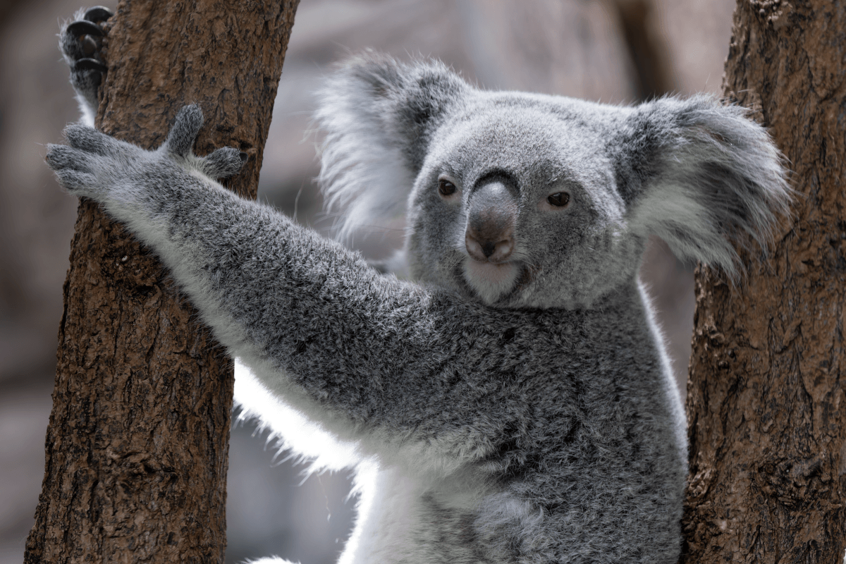 Australië realiseert nationaal koalapark voor 12.000 koala's