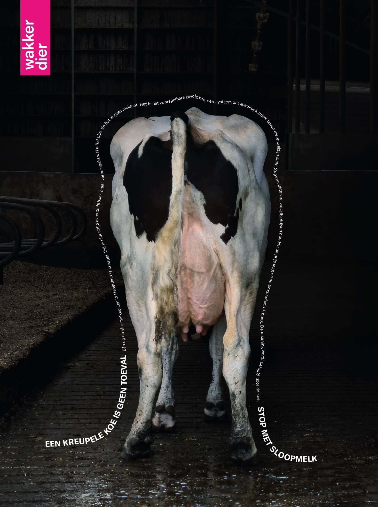 Landelijke advertentie kreupele koeien sloopmelkcampagne