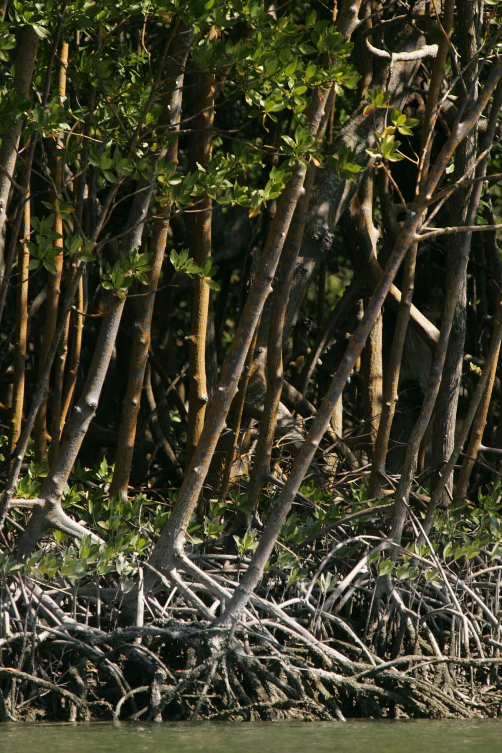 mangrovebossen