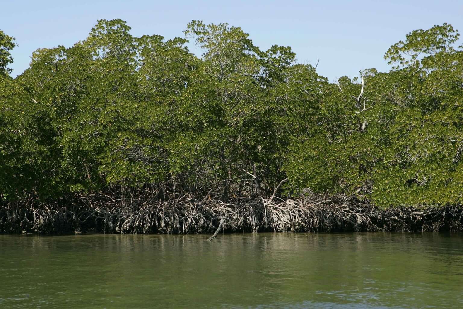 Herstel mangrovebossen goed voor dier en klimaat