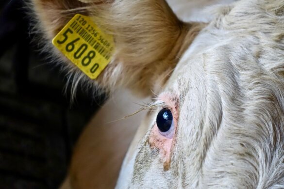 Vier keer per week belanden dieren in een mestput