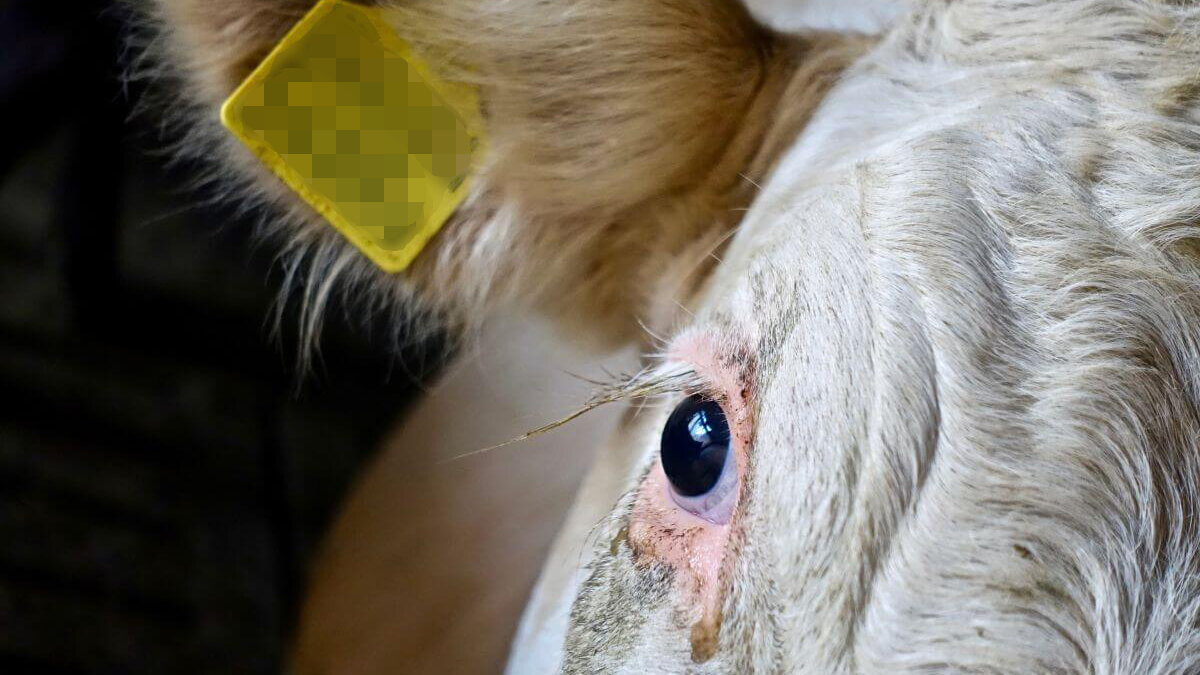 Vier keer per week belanden dieren in een mestput