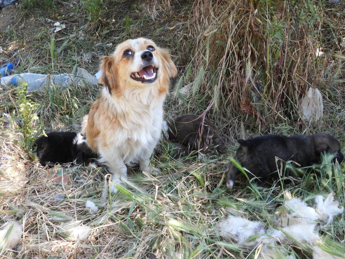 Een moederhond en haar pups op het vuilnisbelt in Peja, Kosovo