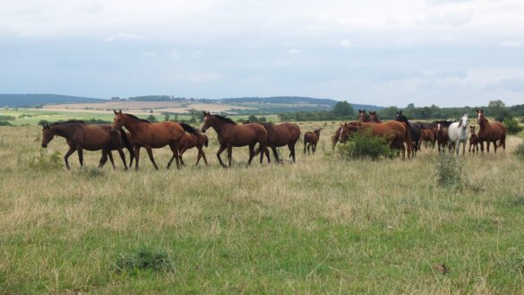 Natuurlijk gehouden paarden in Duitsland