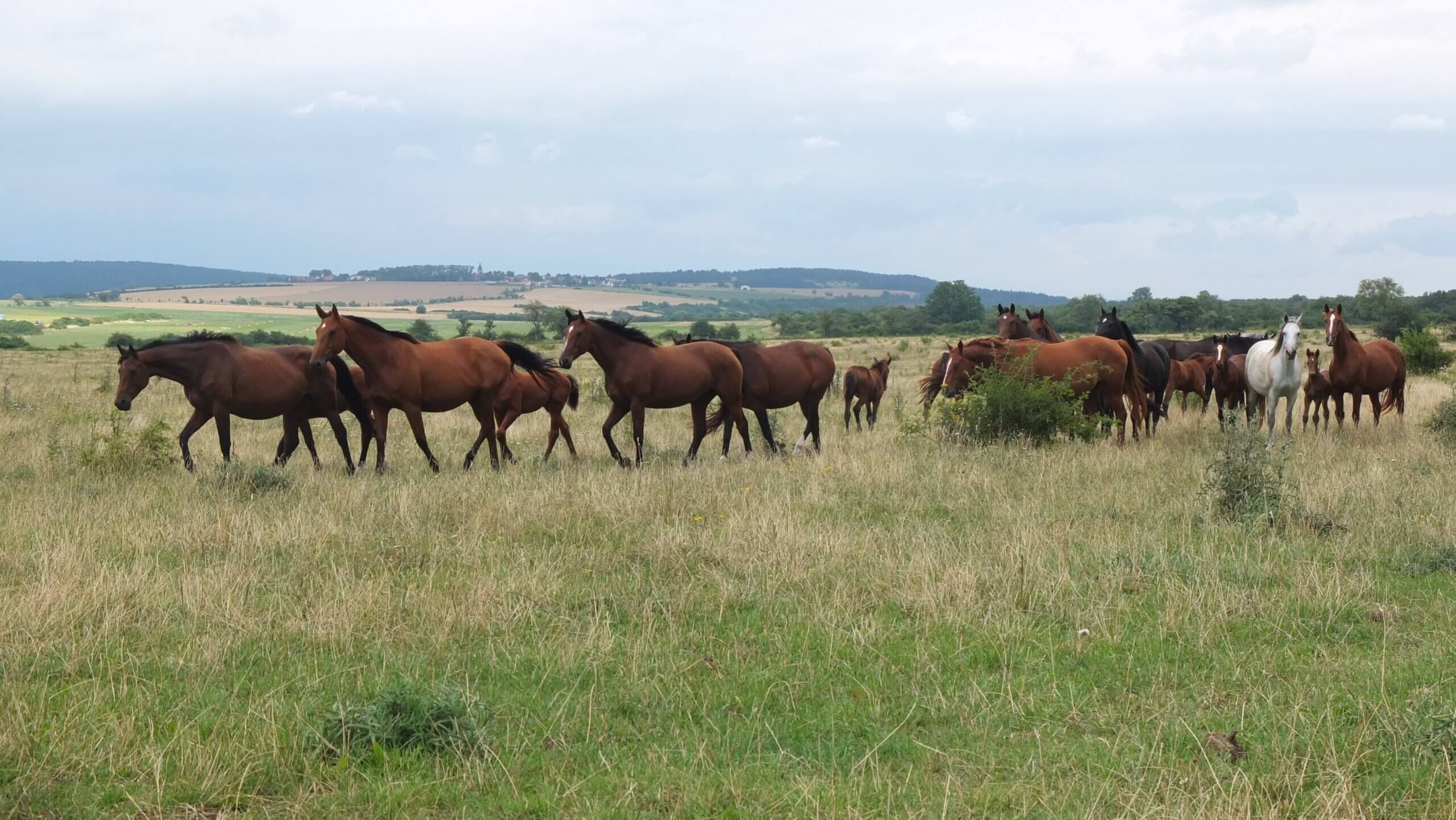 Natuurlijk gehouden paarden in Duitsland