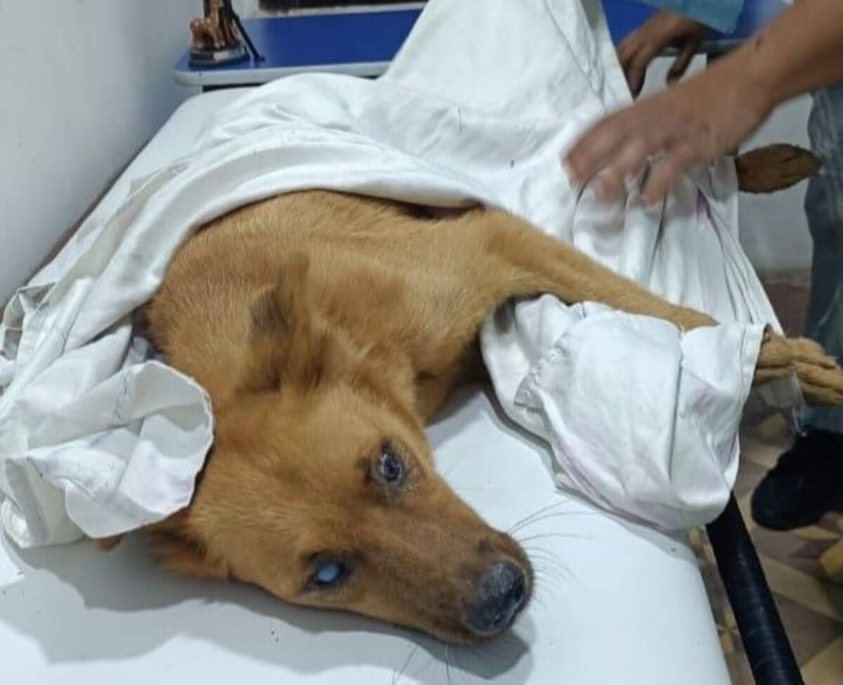 Aardbevingen Venezuela: House of Animals helpt met noodhospitaal 