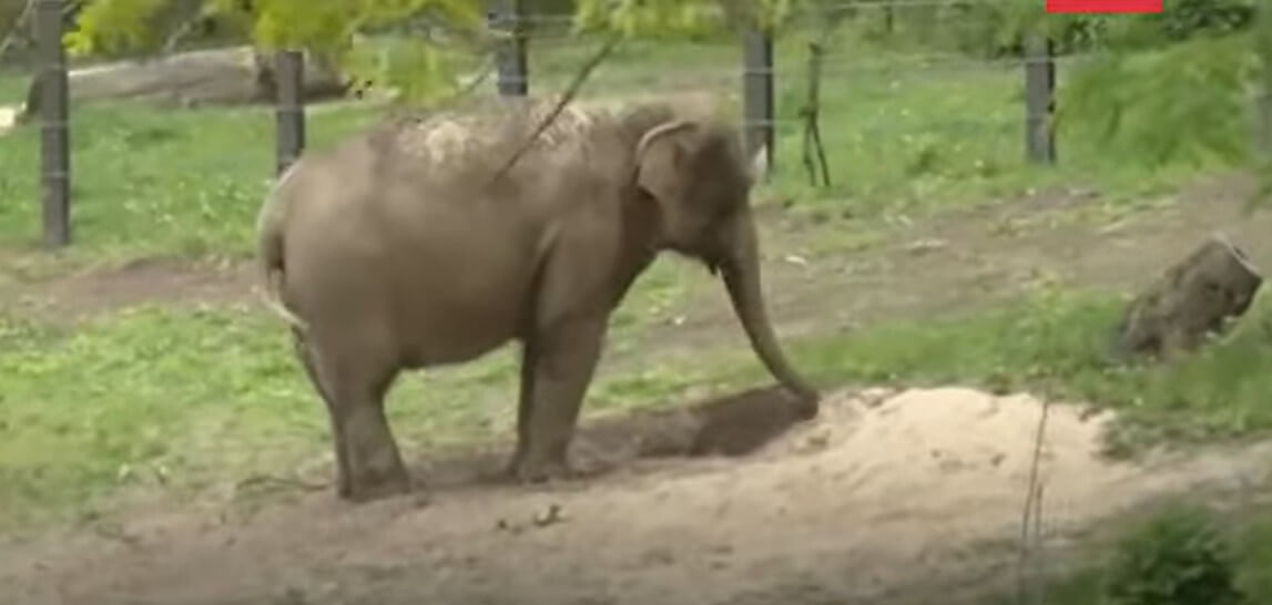 olifant Happy