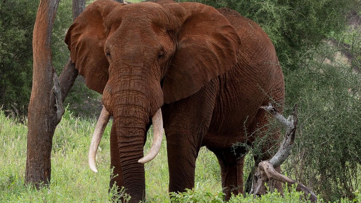 Gigantische vangst van 500 olifantenslagtanden in Tanzania