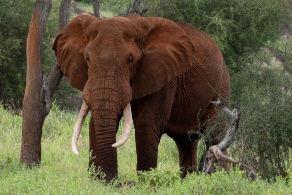 Gigantische vangst van 500 olifantenslagtanden in Tanzania