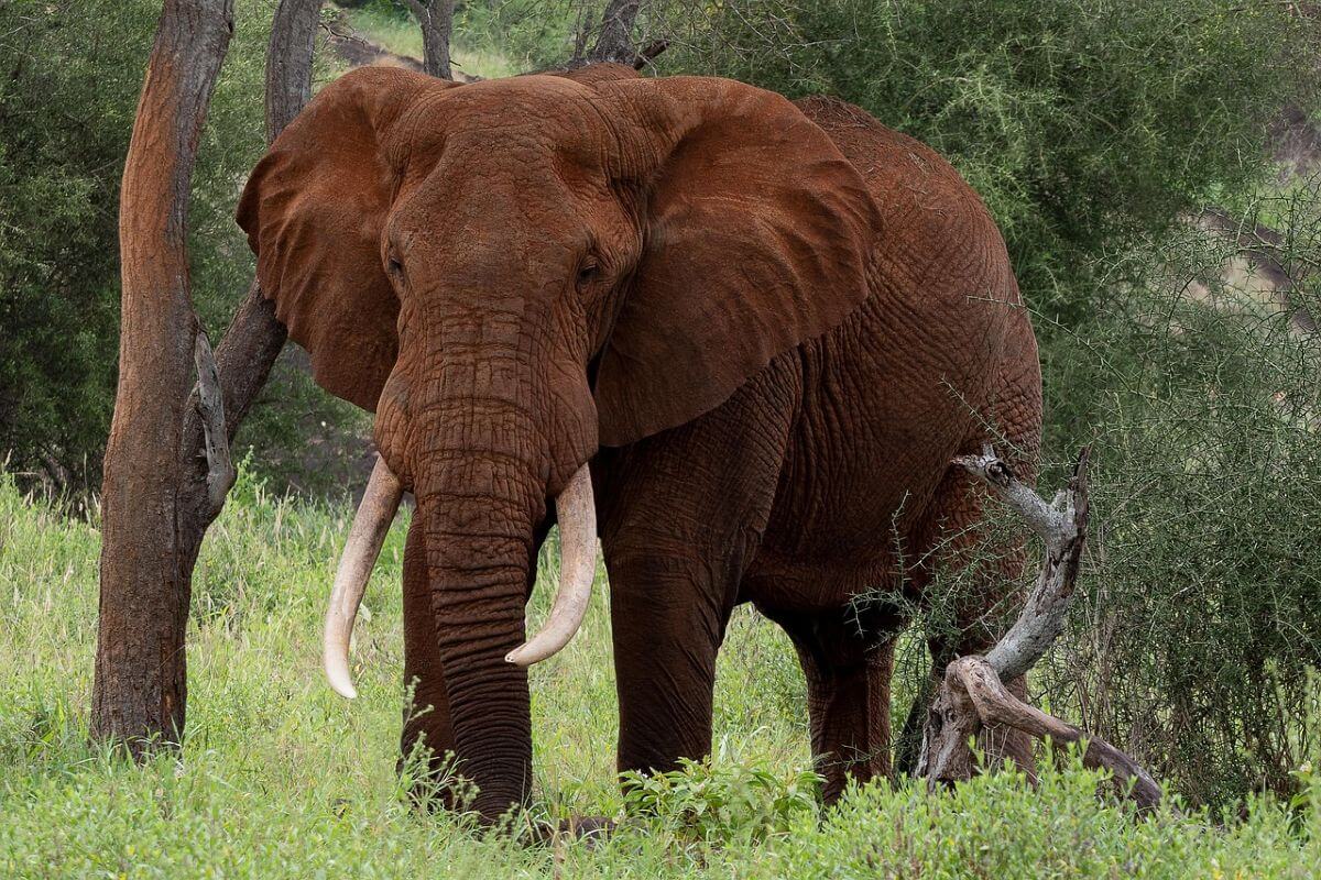 Gigantische vangst van 500 olifantenslagtanden in Tanzania