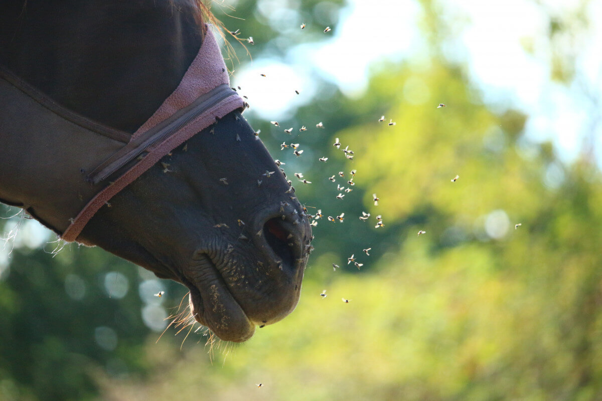 Natuurlijk gehouden paarden niet hetzelfde als wilde paarden