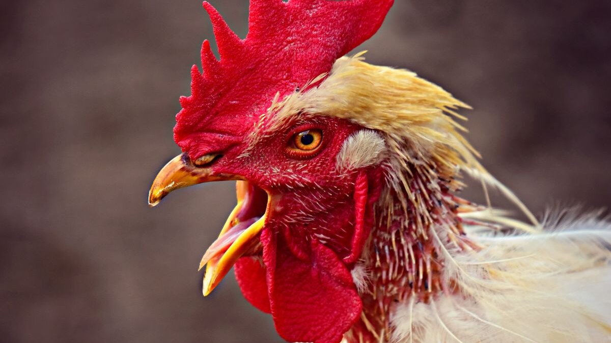 Hitte: massale sterfte onder pluimvee in Frankrijk