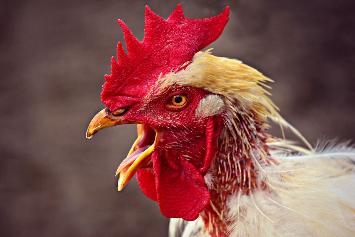 Hitte: massale sterfte onder pluimvee in Frankrijk