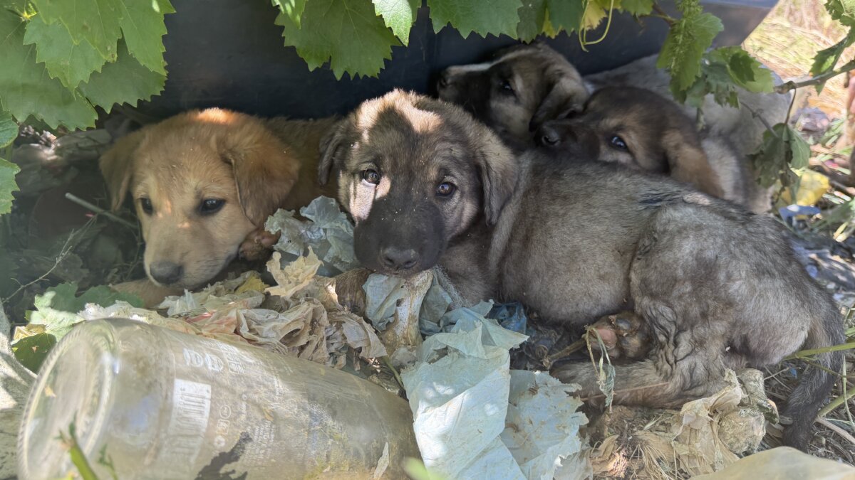 Puppy's op de vuilnisbelt in Peja