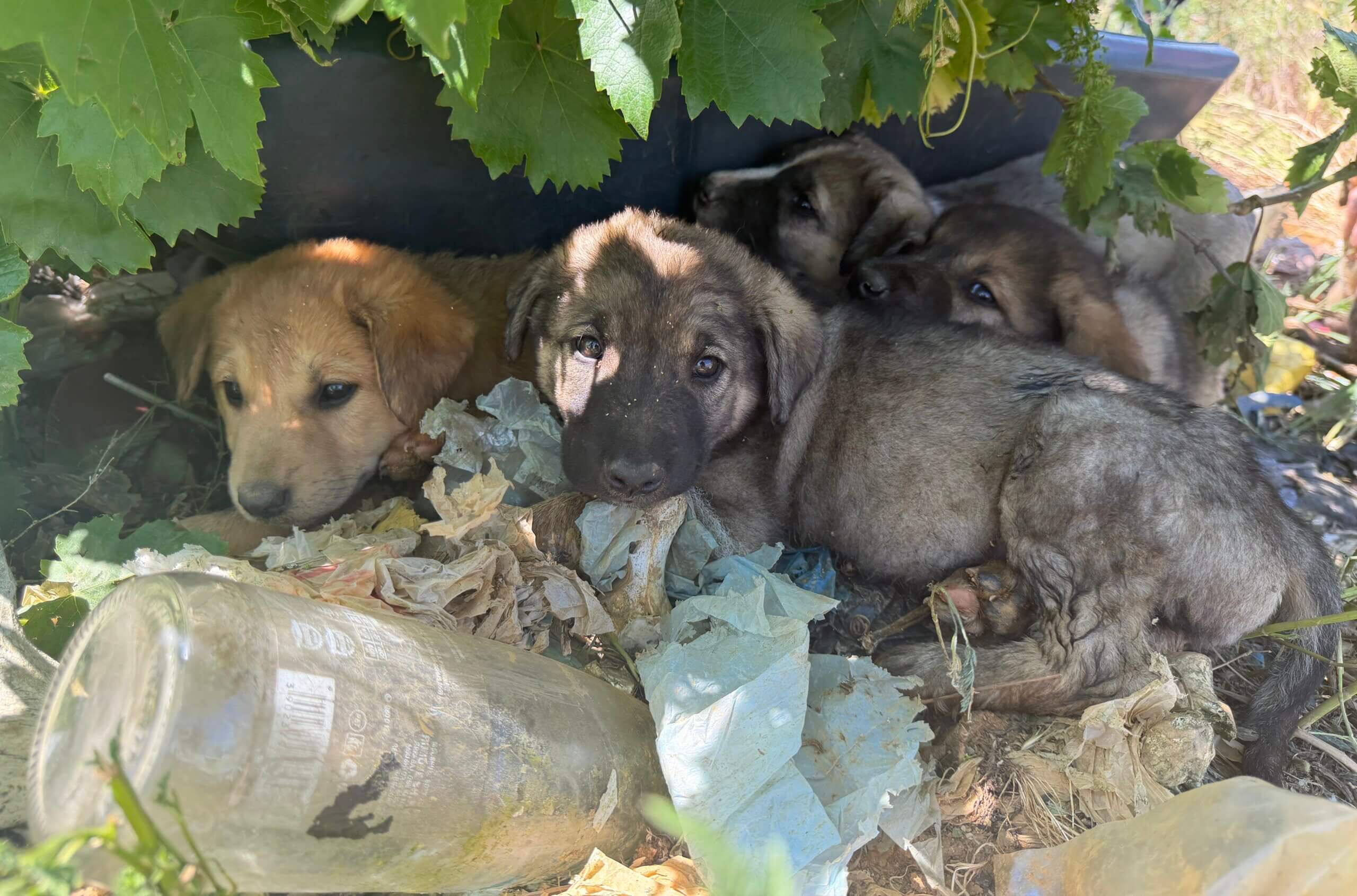Karen in Kosovo: Puppy’s op de vuilnisbelt in Peja
