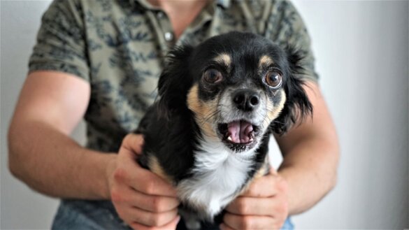 Britse moeder wil register dierenmishandelaars na moord dochter