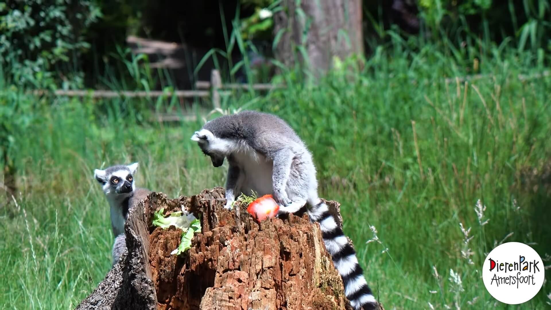 ijsblokken voor ringstaartmaki's in DierenPark Amersfoort
