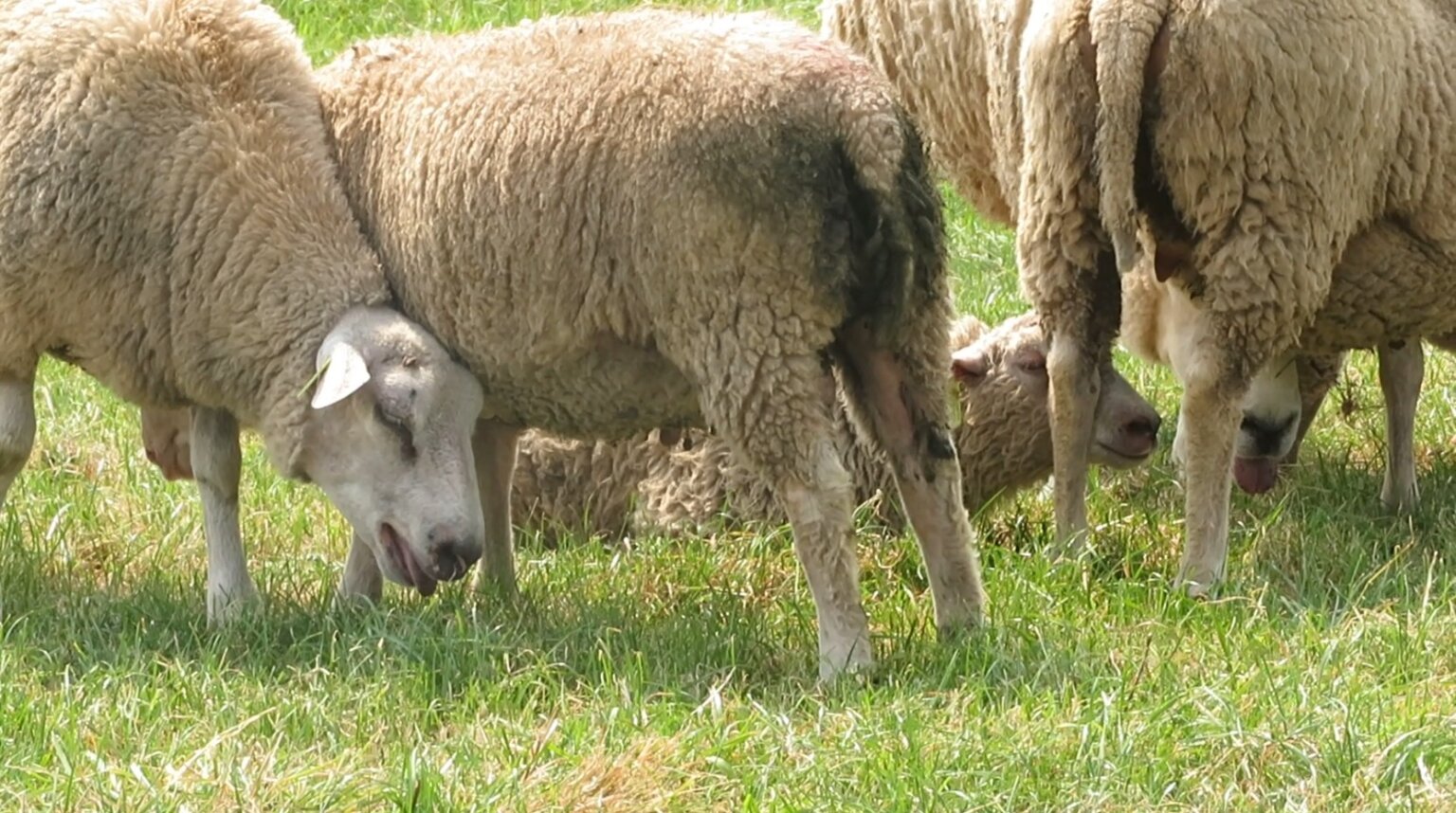 Veel schapen hebben geen schaduw op tropische dag