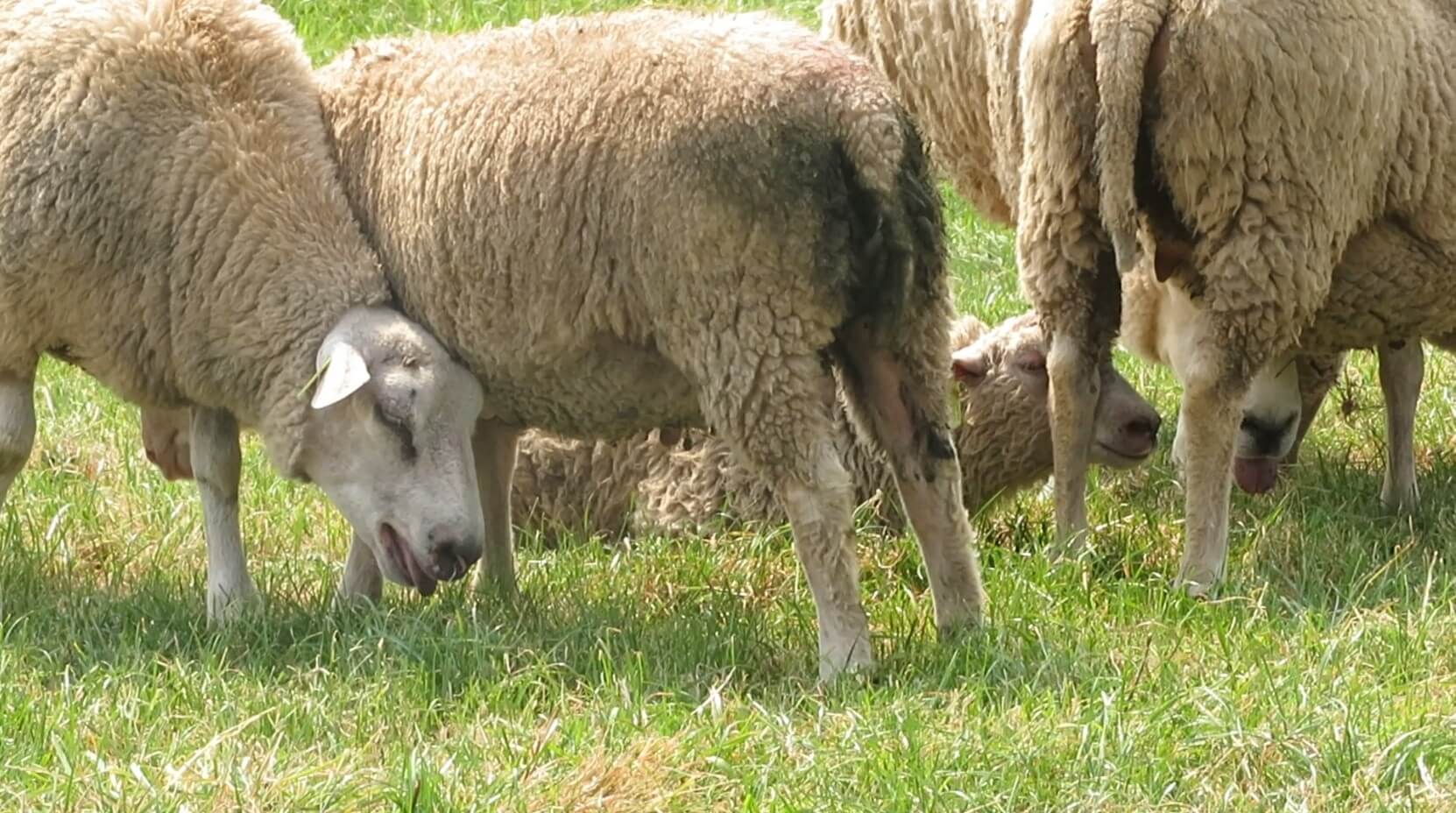 Veel schapen hebben geen schaduw op tropische dag
