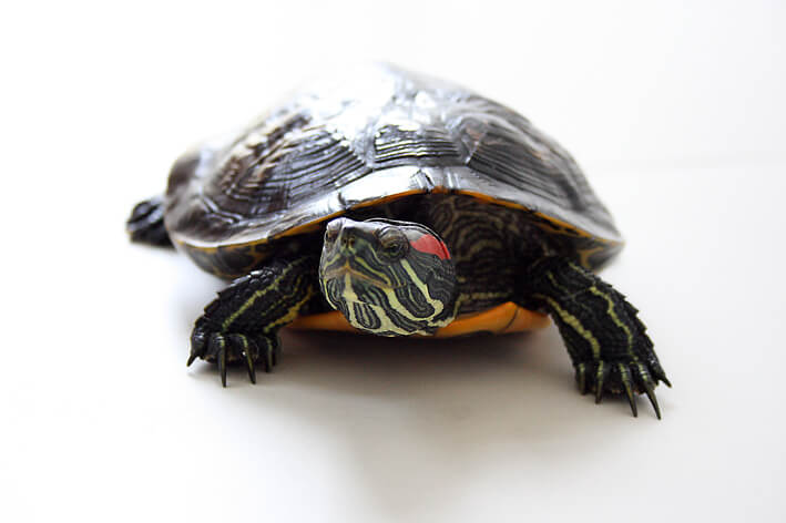 Lettersierschildpad