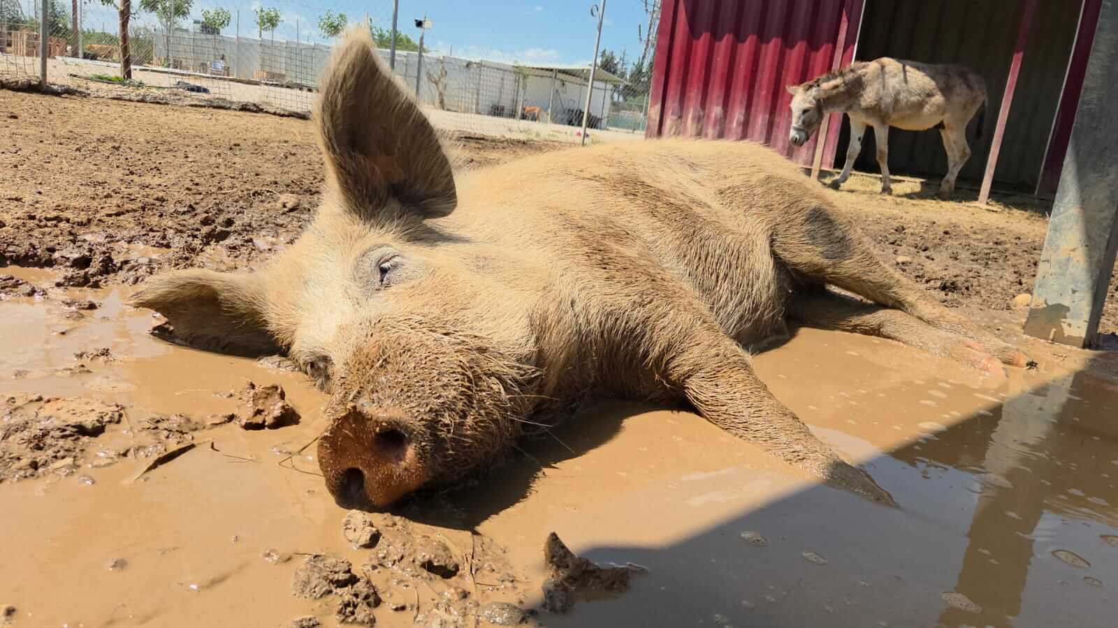 Geredde varken ligt te genieten van een modderbad in de dierenopvang