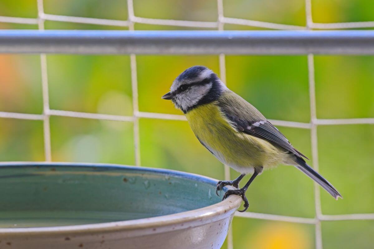 Tips om vogels te helpen tijdens extreme hitte