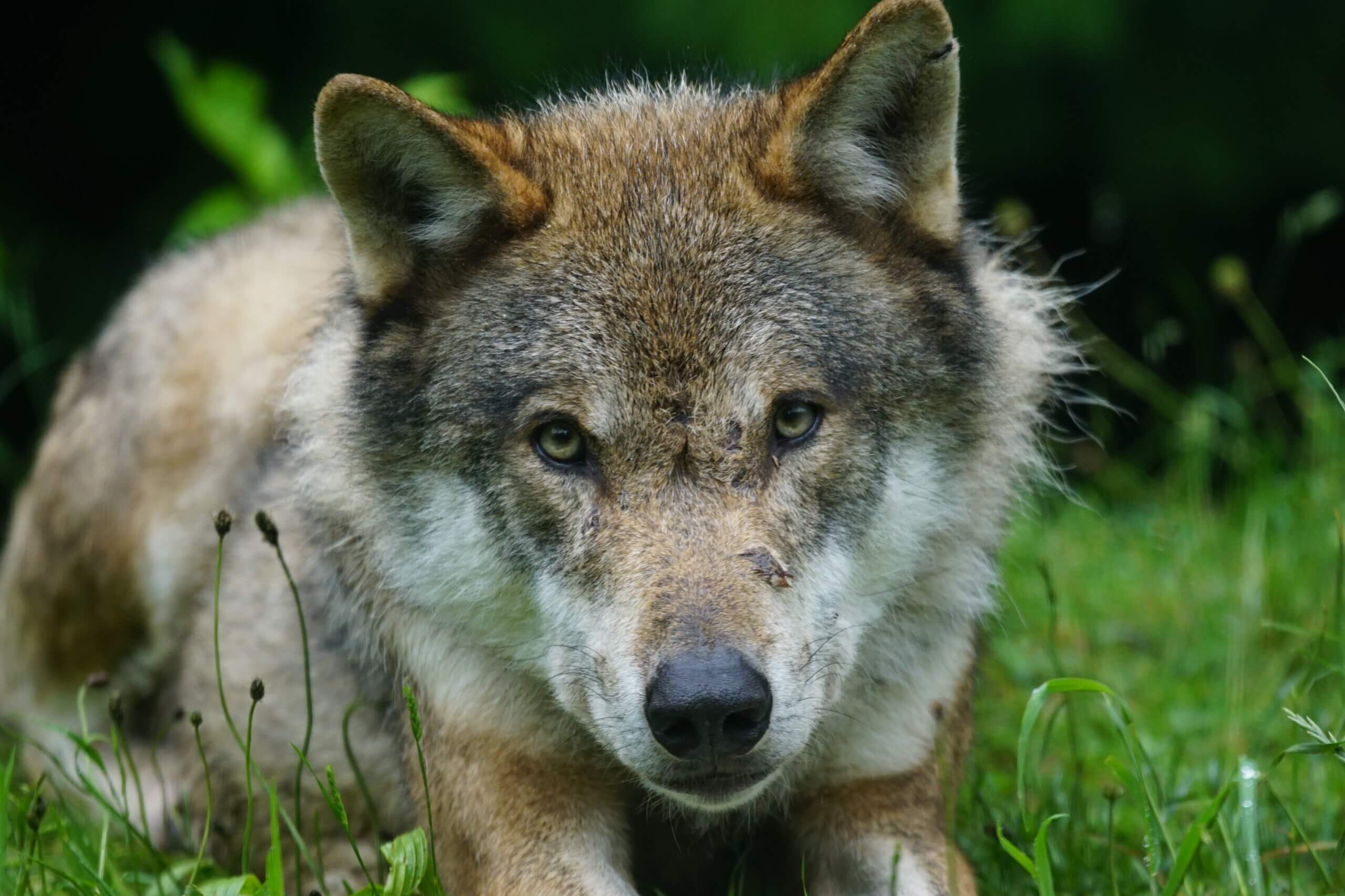 Vermiste man gelukkig gevonden maar wolf de pineut