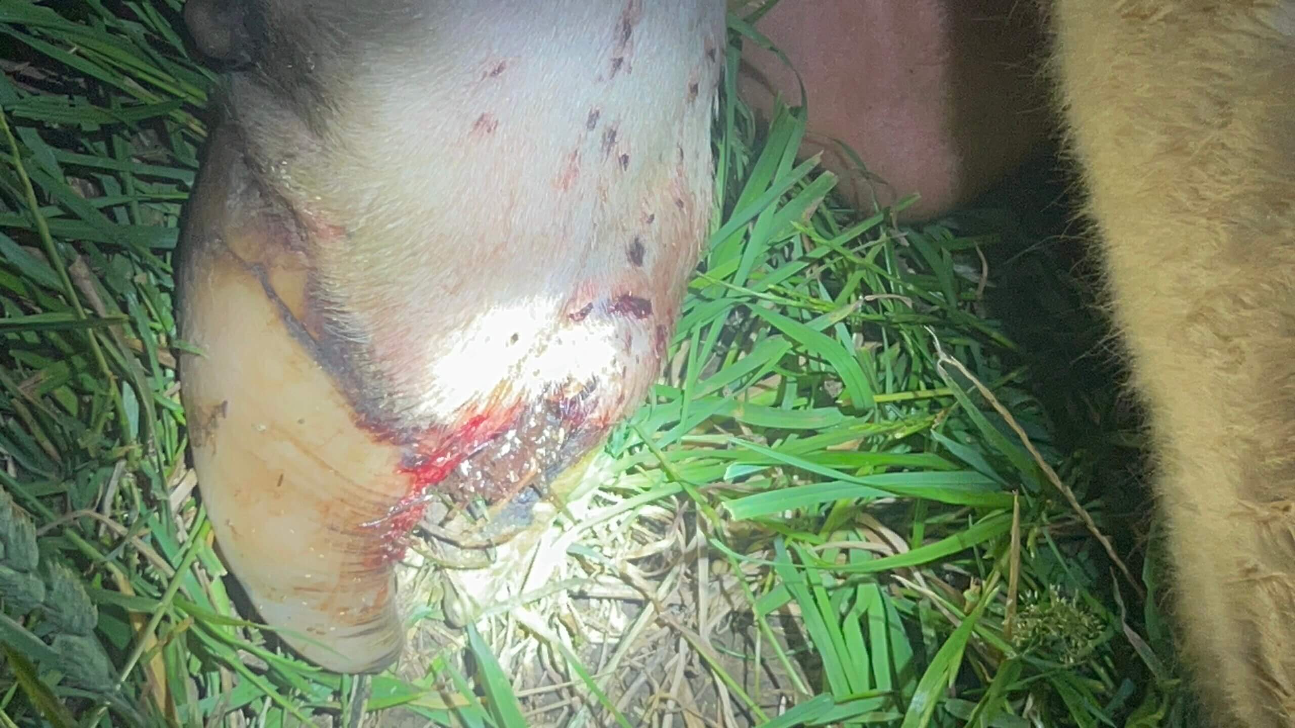 Opnieuw gewonde stier bij beruchte Eijsdense boer