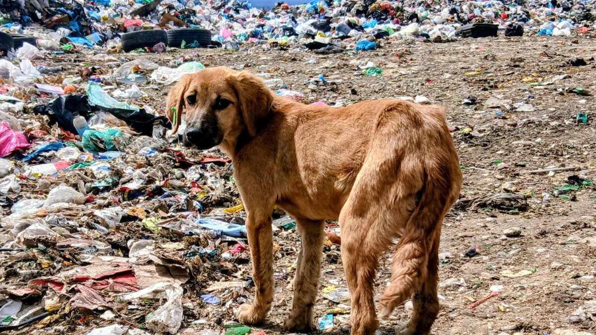 House of Animals naar Kosovo voor grootste sterilisatiecampagne