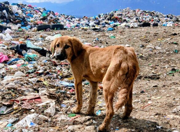 House of Animals naar Kosovo voor grootste sterilisatiecampagne