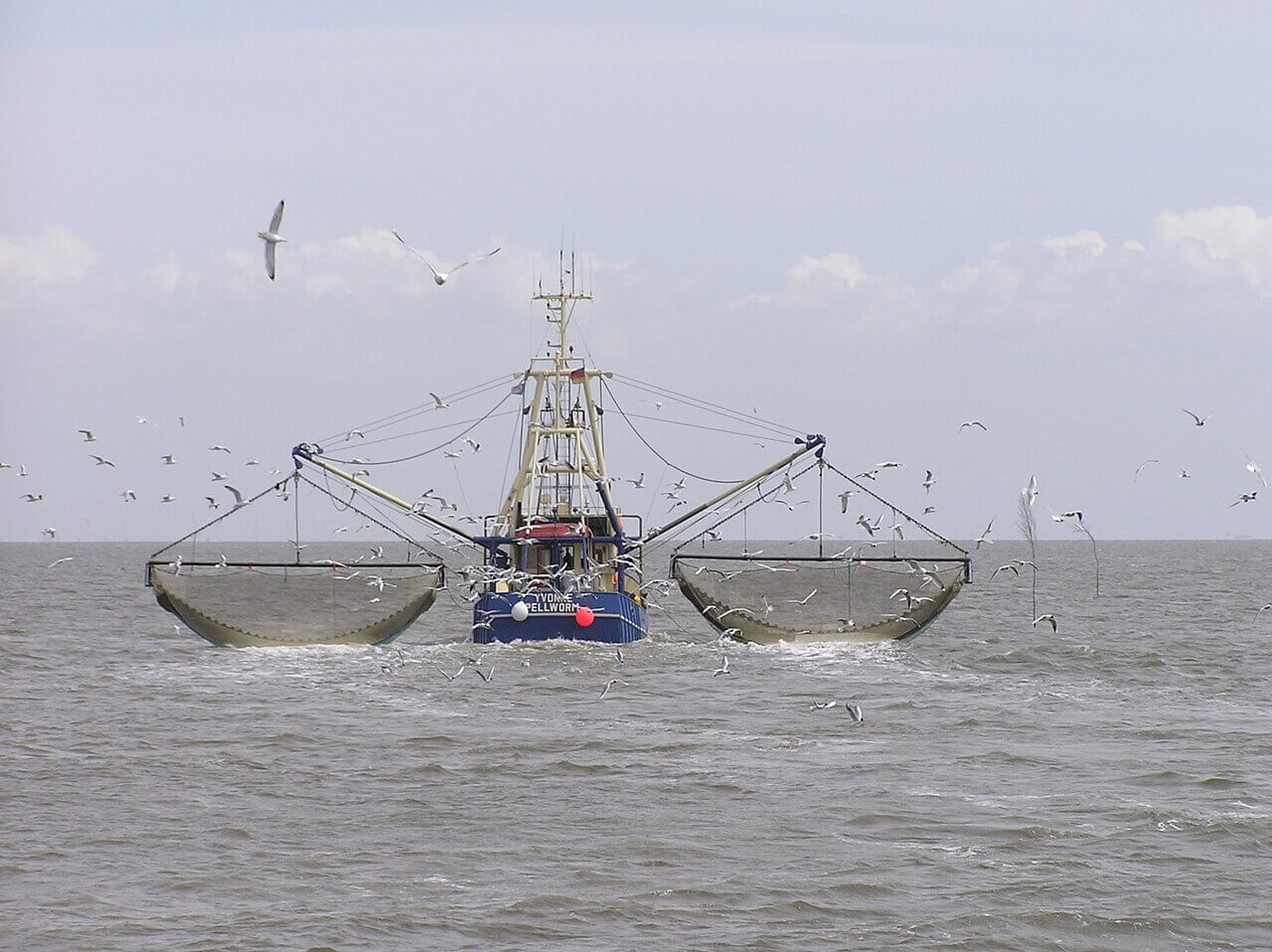 Bodemleven Waddenzee ook verstoord door lichte sleepnetten