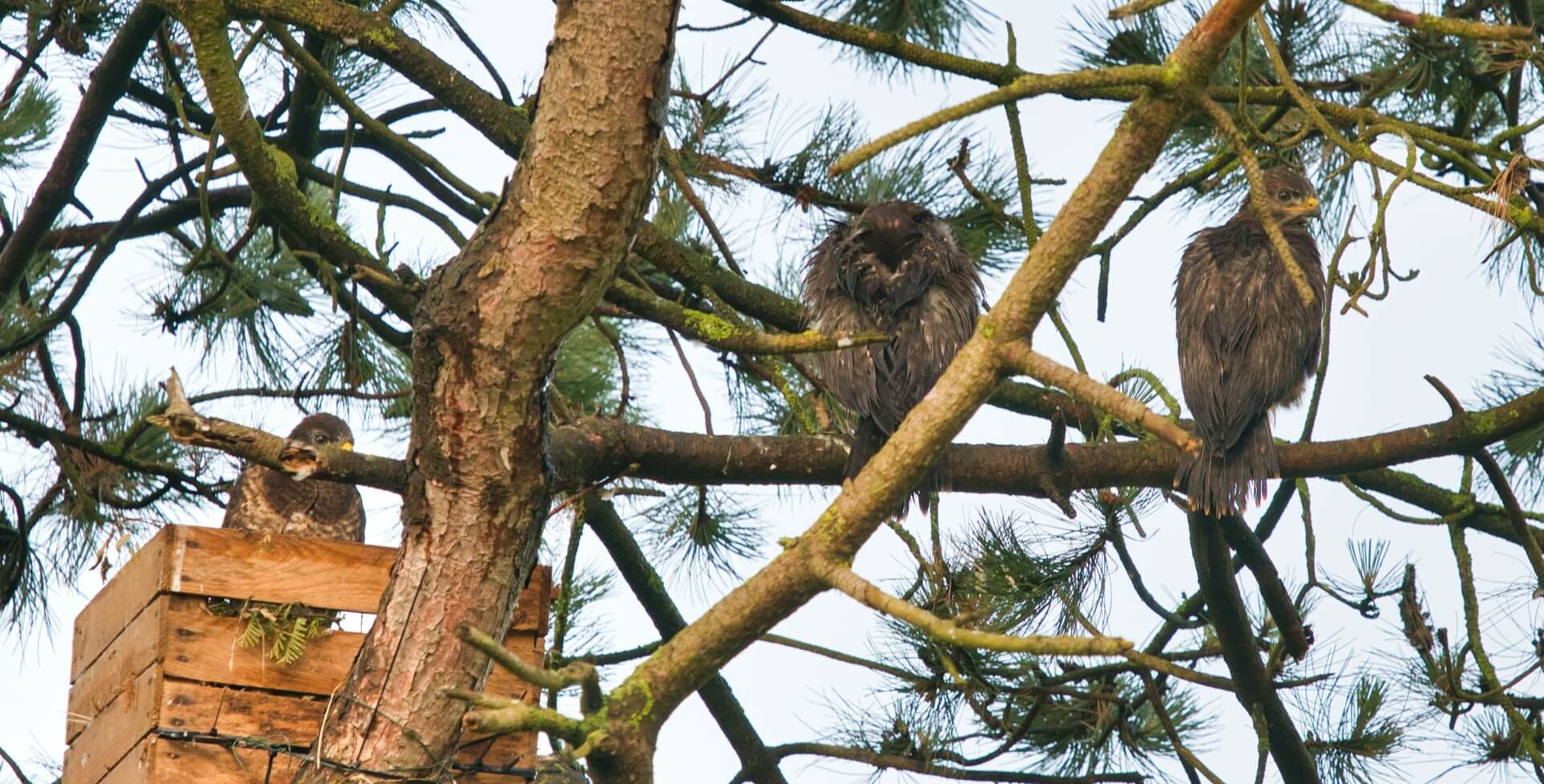 buizerd