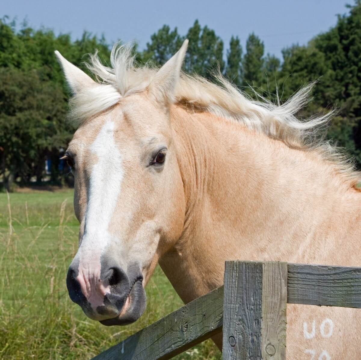 Enigszins onrustig paard