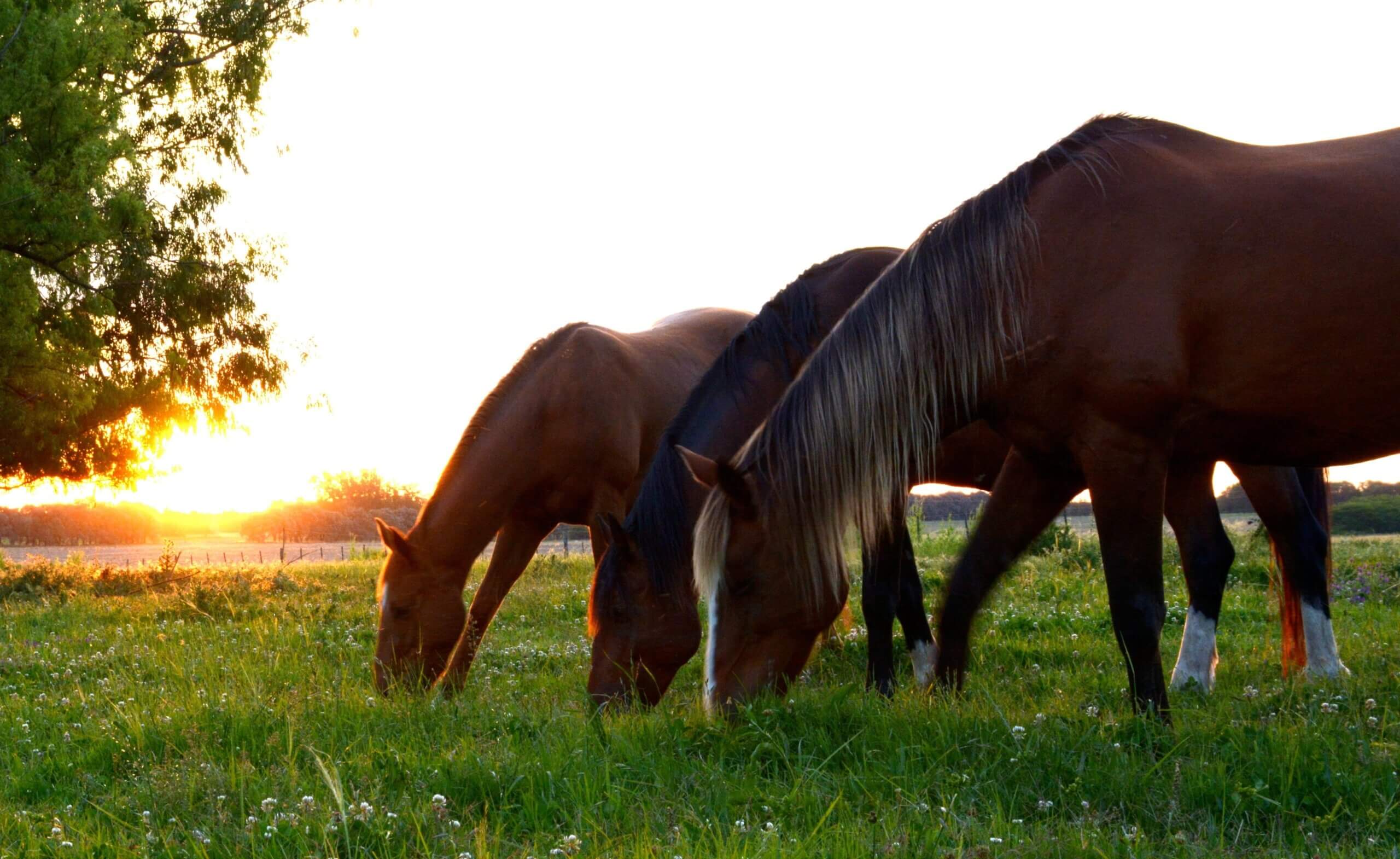 Dominantie bij paarden speelt geen rol