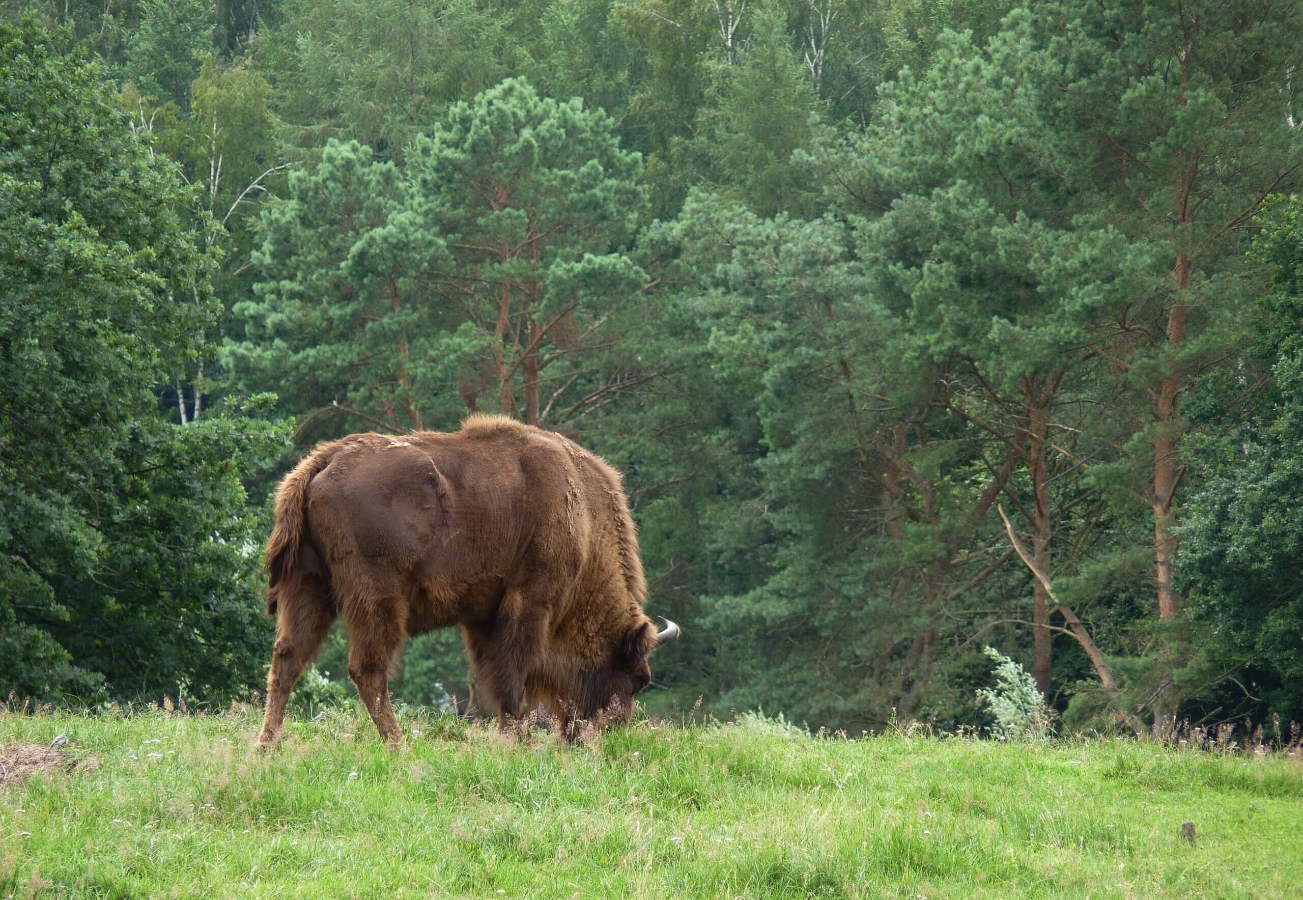 Europese bizon of wisent