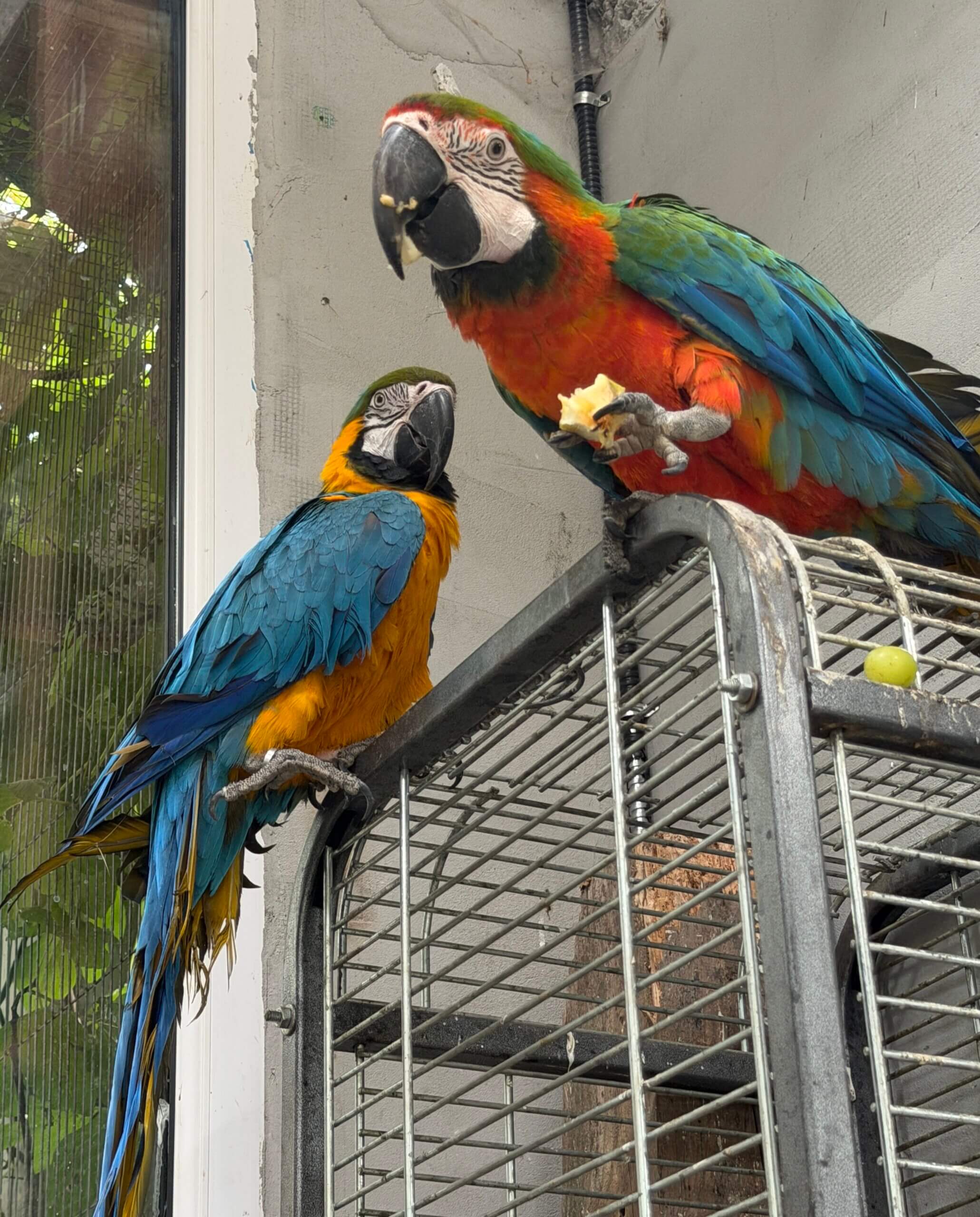 Vogels bij vogelopvang Free Wings in Oekraïne