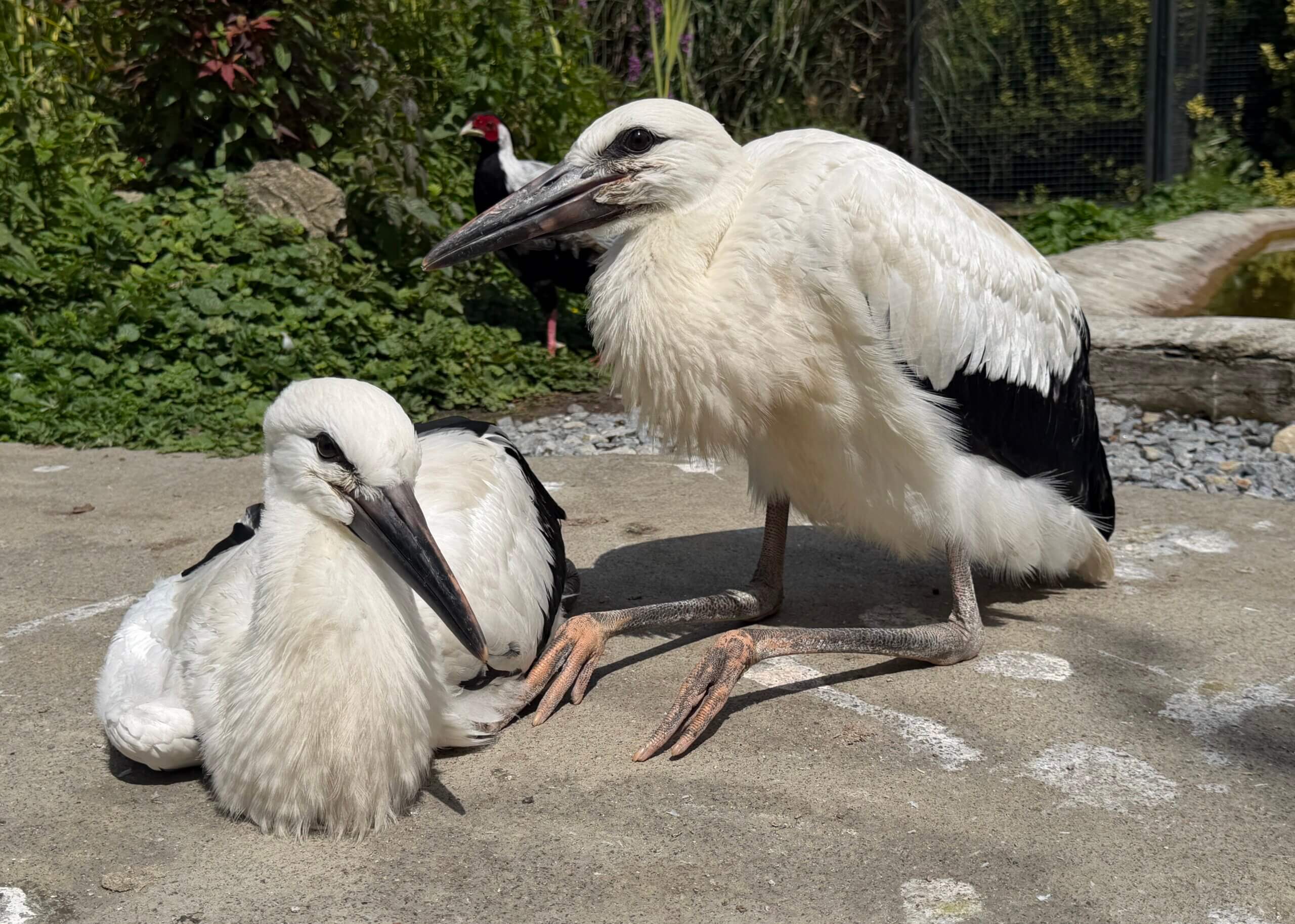 Vogels bij vogelopvang Free Wings in Oekraïne