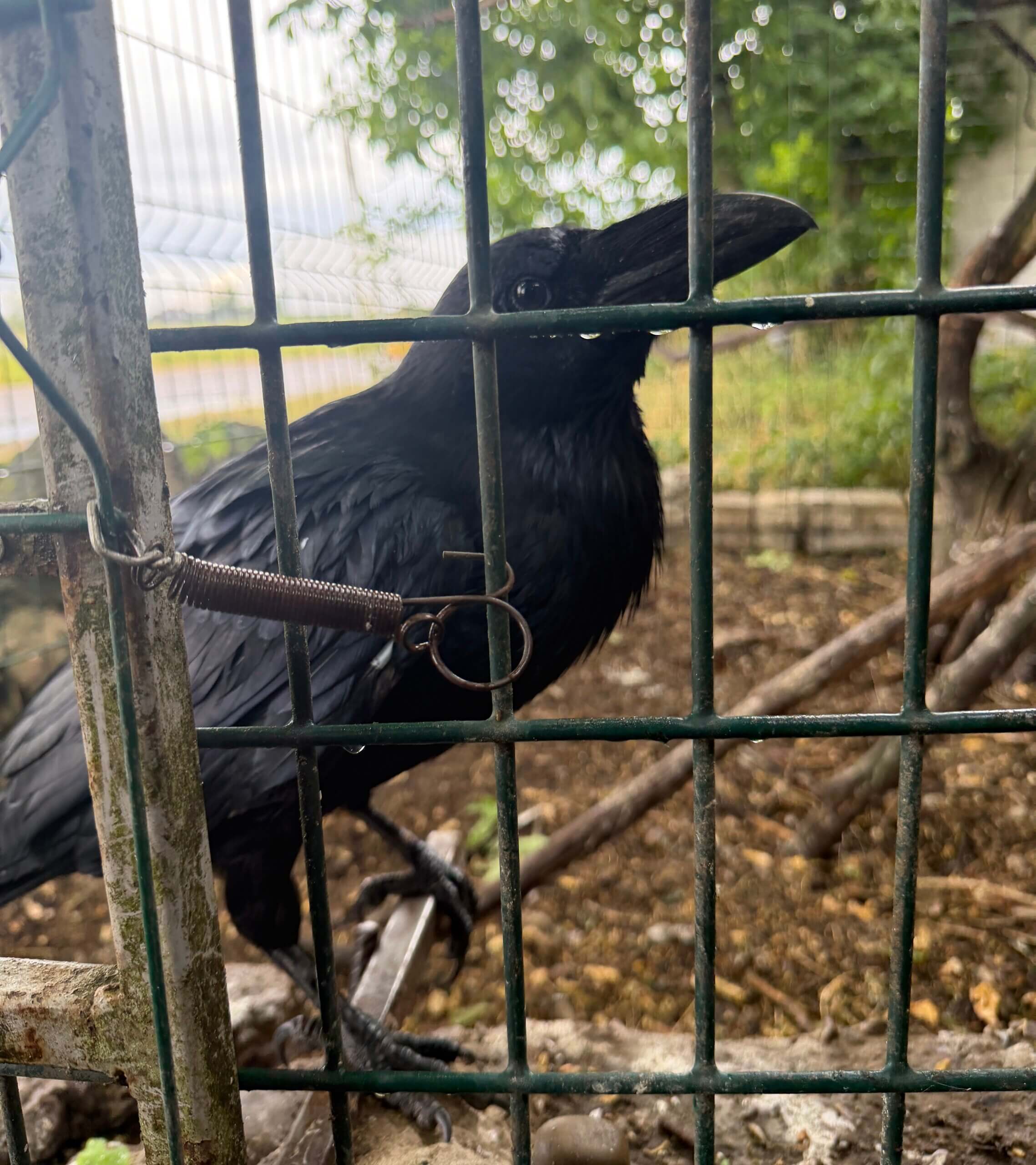 Ravenpuber bij Free Wings