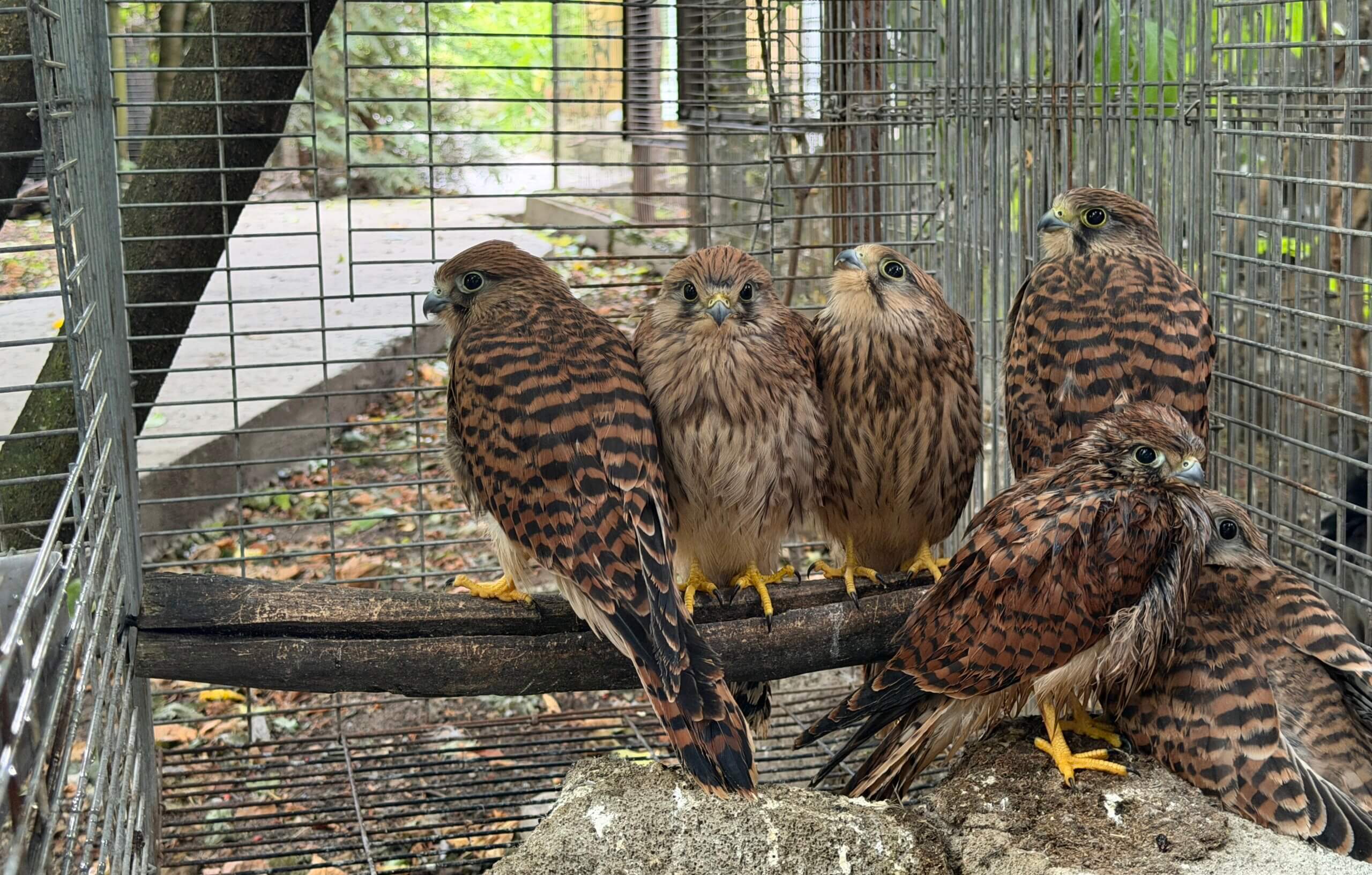 Vogels bij vogelopvang Free Wings in Oekraïne