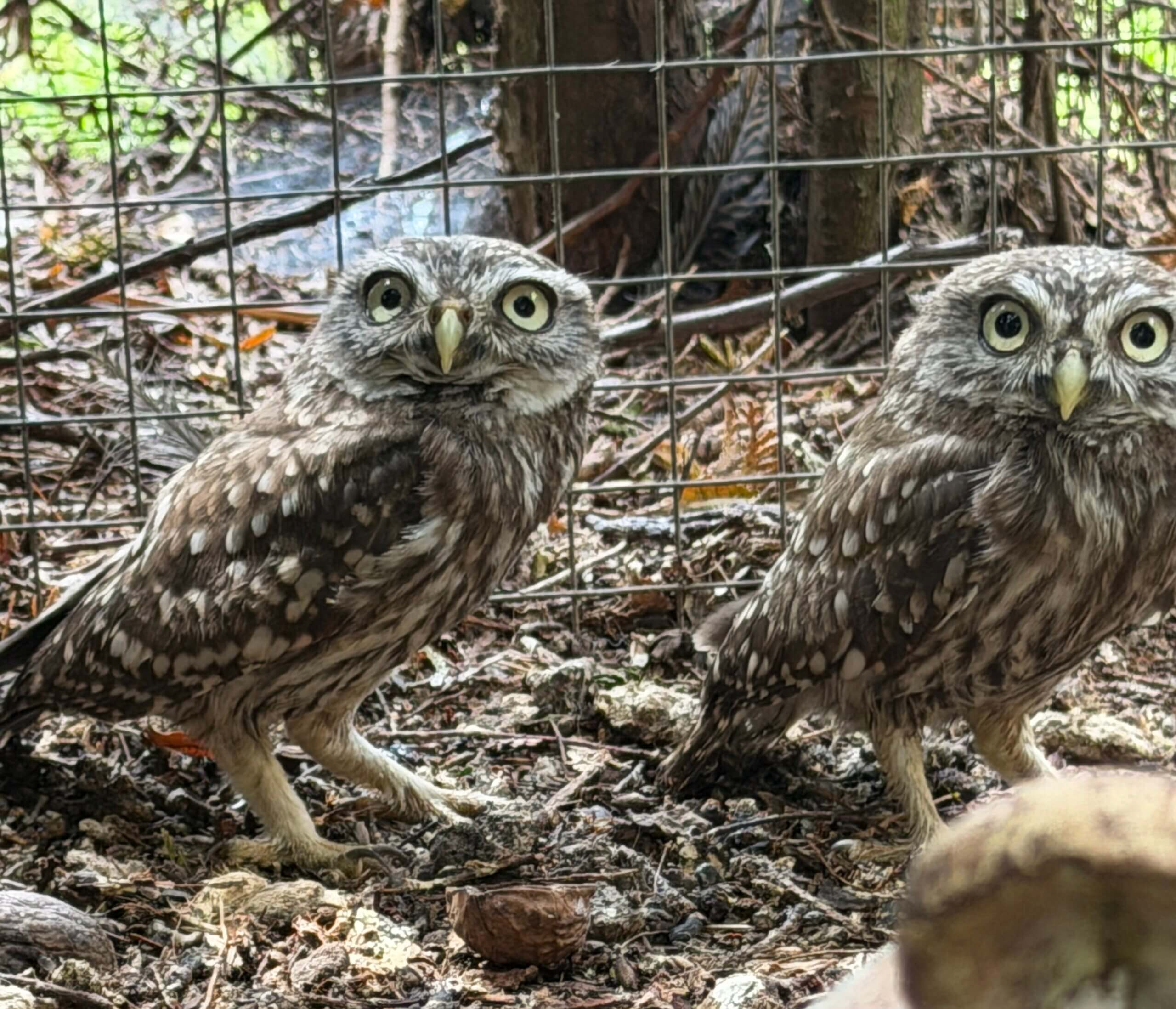 Vogels bij vogelopvang Free Wings in Oekraïne