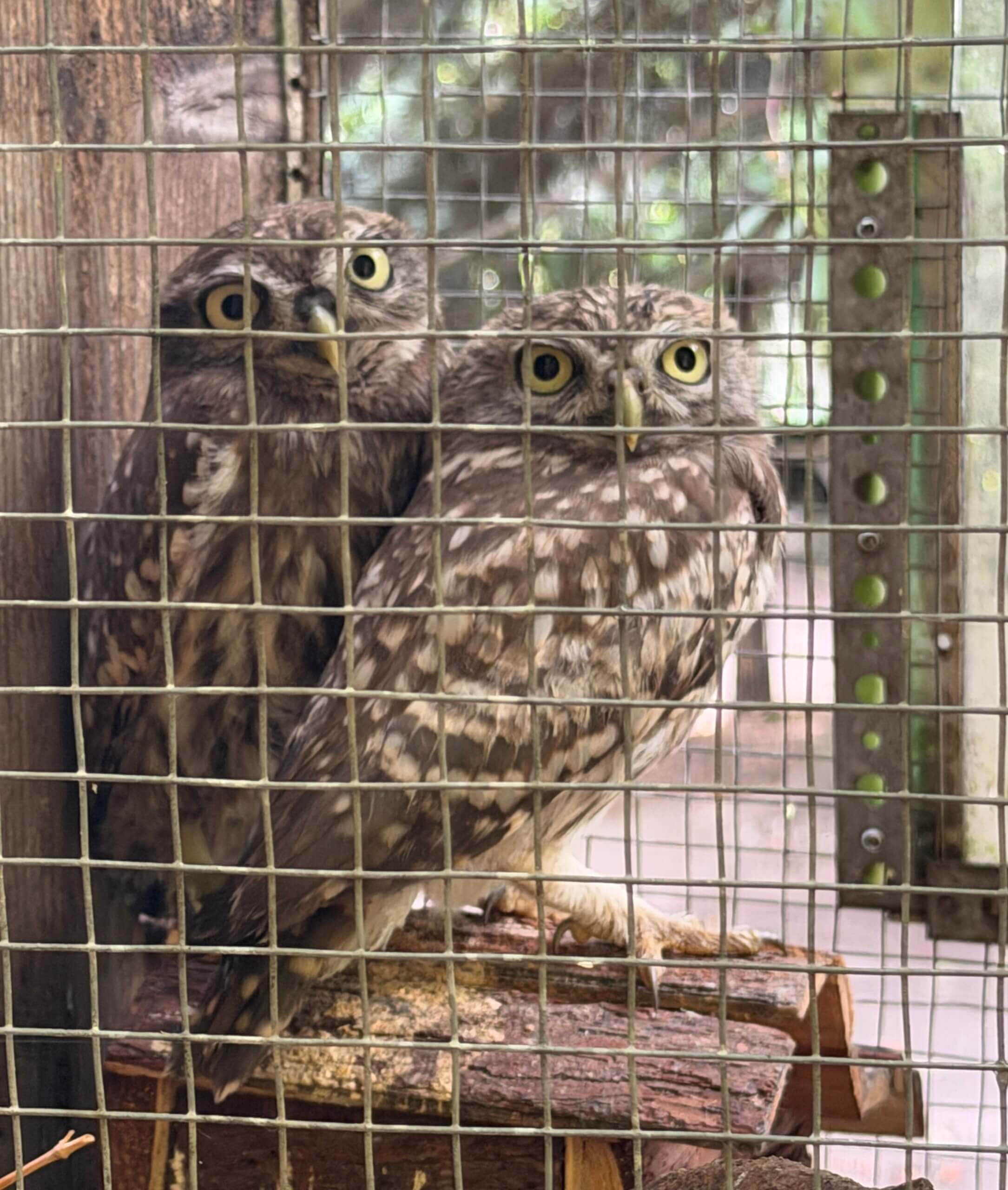 Vogels bij vogelopvang Free Wings in Oekraïne