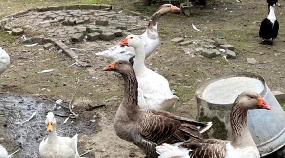 Opnieuw heeft Bert’s Animal Verhuur uitstel gekregen en handelt hij in dieren op Marktplaats