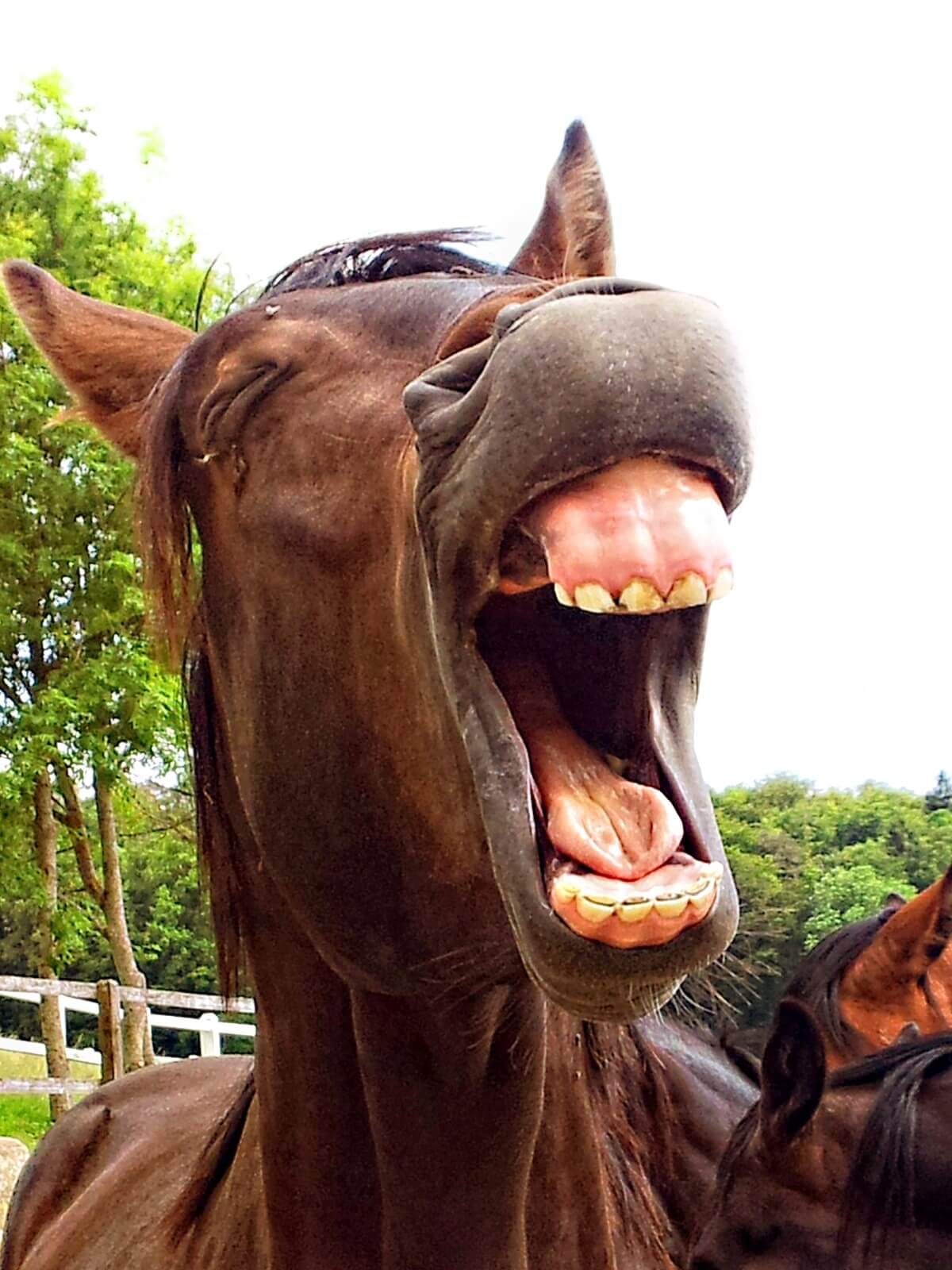 Vijf dingen die mensen vaak niet over paarden weten