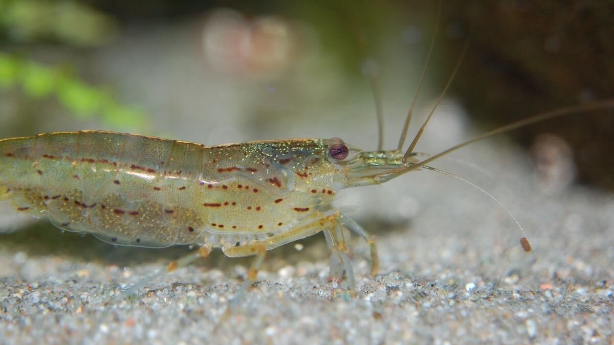 Minder mangrovebos door Europese consumptie van garnalen