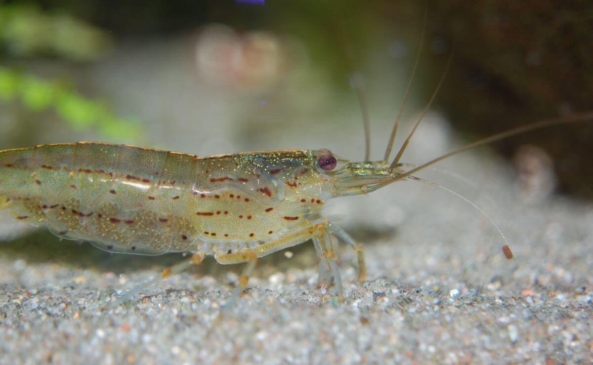 Minder mangrovebos door Europese consumptie van garnalen