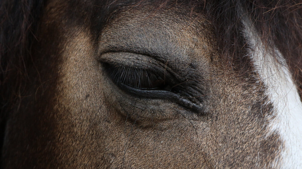 verstild paard