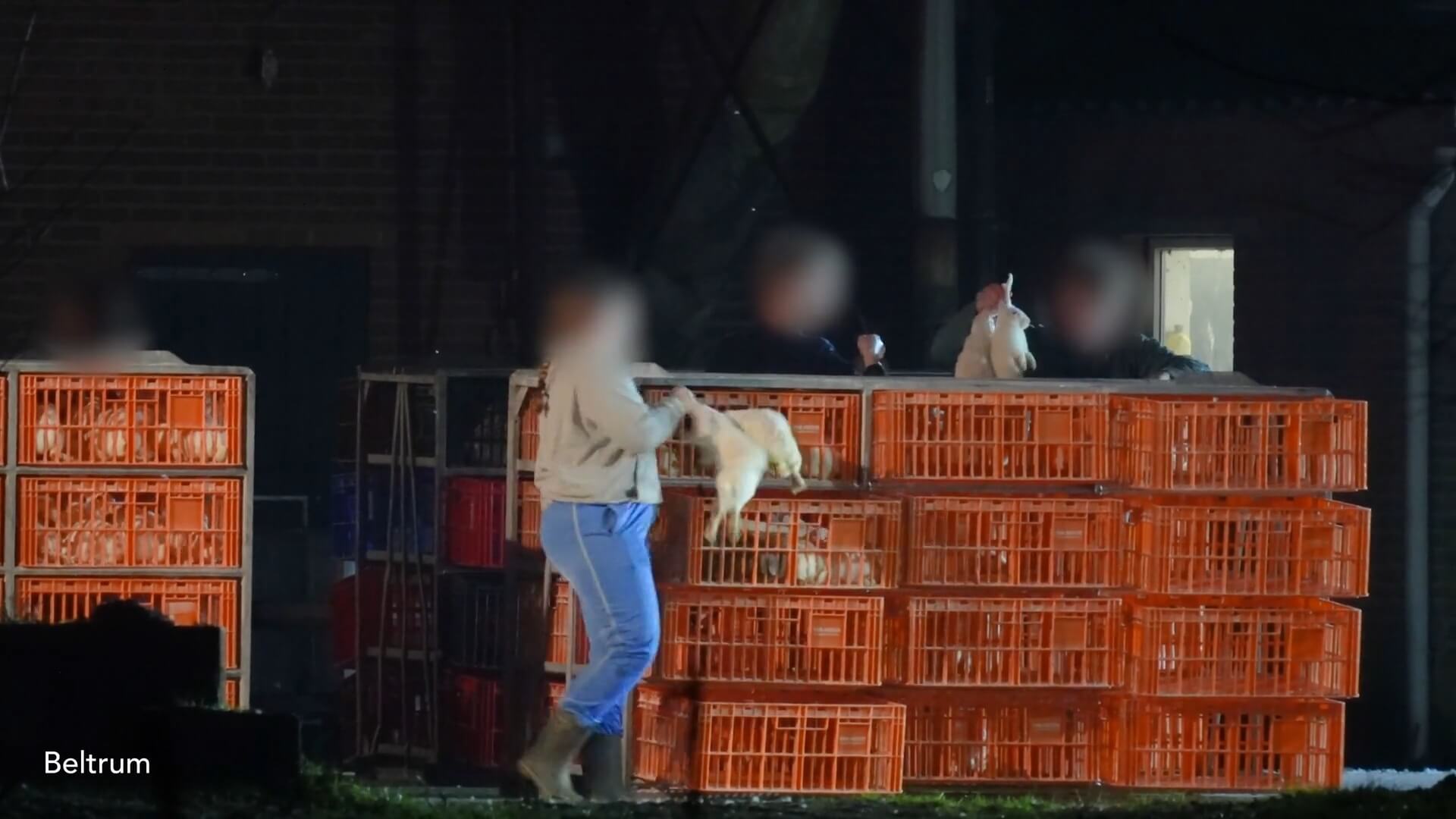 De rol van Rabobank bij instandhouding van dierenleed