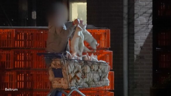De rol van Rabobank bij instandhouding van dierenleed