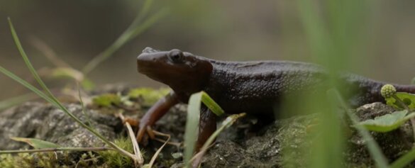 Himalaya salamander