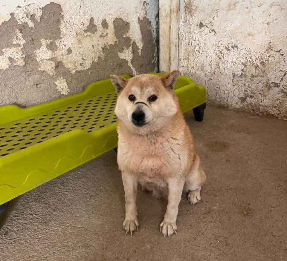 Deze hond heeft een zwarte streep over de neus door de tie wraps die ze in de vleesindustrie gebruiken, meestal op het moment van verkoop 